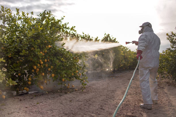 Insect Control in Silver Lake, FL