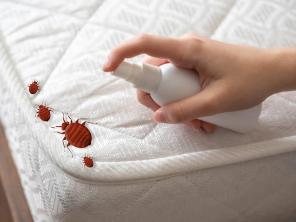 Flea Control Services in Silver Lake, FL