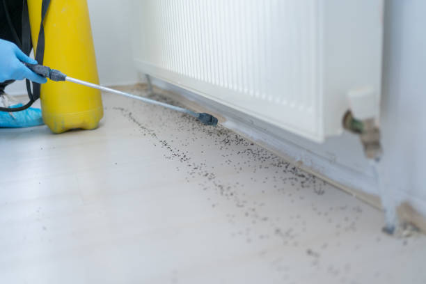 Best Ant Control Services  in Silver Lake, FL